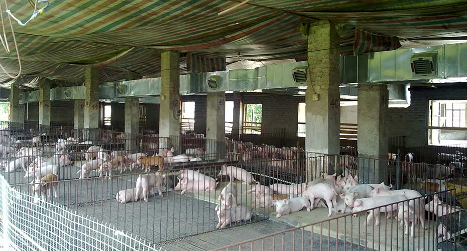 环保空调阳江海大集团养殖场案例